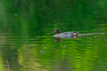 Male of the Eurasian teal (Anas crecca, common teal, or Eurasian green-winged teal) swimming in a lake