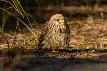 Female of the common kestrel (Falco tinnunculus), a brown falcon, sitting on ground
