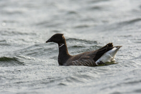 The brant (brent goose, Branta bernicla) - small black and brown goose swimming in a sea
