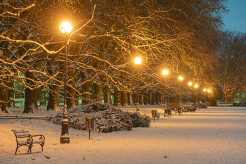 Plane trees alley in park in winter, Szczecin, Poland.