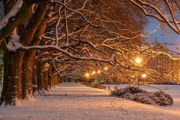 Plane trees alley in park in winter, Szczecin, Poland. - obrazy, fototapety, plakaty