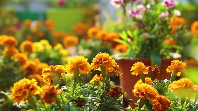 Marigold flowers in lush green garden