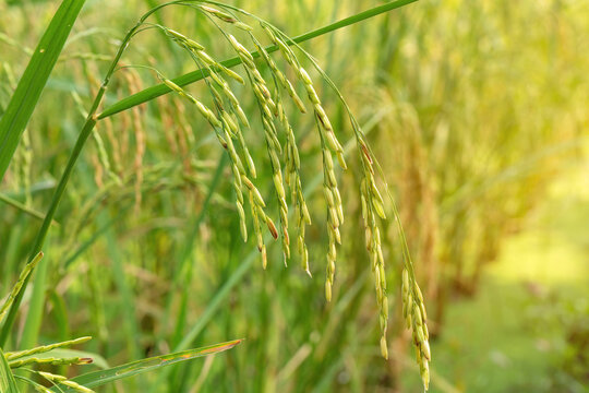 Harvest season of rice growing in autumn paddy field