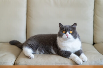 British shorthair cat lying on sofa