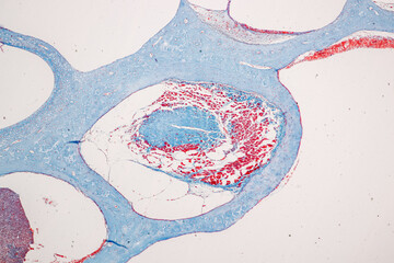 Backgrounds of Characteristics Tissue of Internal ear Human under the microscope in Lab.