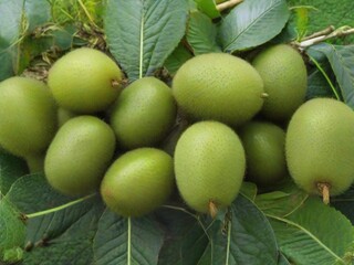 Ripe organic kiwi available for sale from a small local business on a plantation.