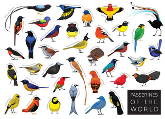 Bird Passerines of the World Set Cartoon Vector Character