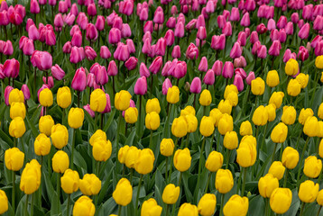 pink and yellow tulips blooming in a garden