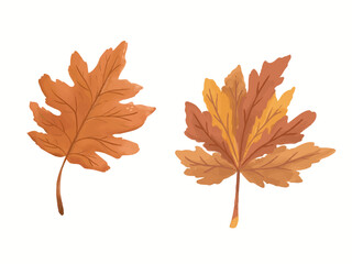 Dried maple leaf watercolor illustration