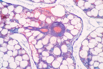 Anatomy and Histological Rea Bone marrow Human, Hyaline cartilage human and Tendon human under the...
