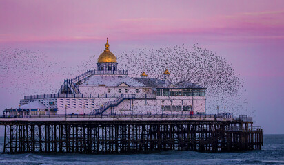 December starling murmuration's around Eastbourne Pier on the east Sussex coast south east England...