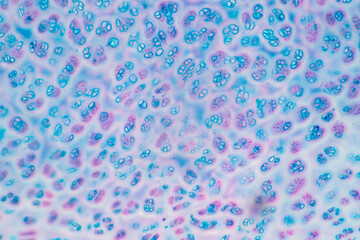 Anatomy and Histological Rea Bone marrow Human, Hyaline cartilage human and Tendon human under the...