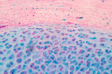 Anatomy and Histological Rea Bone marrow Human, Hyaline cartilage human and Tendon human under the...