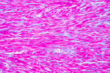 Anatomy and Histological Rea Bone marrow Human, Hyaline cartilage human and Tendon human under the...