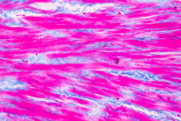 Fototapeta na wymiar Anatomy and Histological Rea Bone marrow Human, Hyaline cartilage human and Tendon human under the microscope for education.