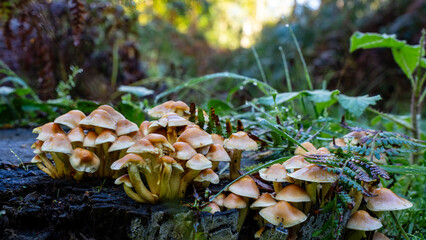 Mushrooms growing in the forest