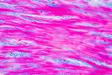 Anatomy and Histological Rea Bone marrow Human, Hyaline cartilage human and Tendon human under the...