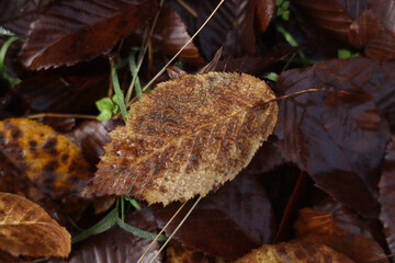 Yellow, dark brown september autumn leaves on ground in fall park. Fallen golden autumn maple leaf on the floor. October day landscape background. Top view close up. macro. autumntime season.