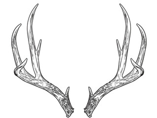 hand drawn Christmas reindeer vector illustration