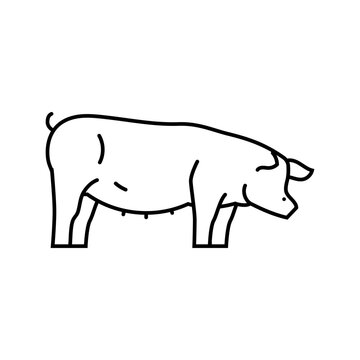 pig field animal line icon vector. pig field animal sign. isolated contour symbol black illustration