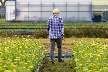 Asian gardener is cutting yellow zinnia flowers using secateurs for cut flower business and agriculture industry for export goods