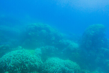dense view to corals under water during diving on vacation