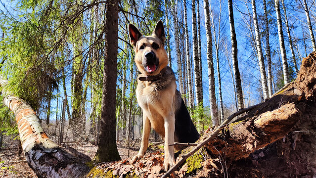 Dog German Shepherd in the green forest in summer, spring or autumn season. Russian eastern European dog veo walk on nature landscape