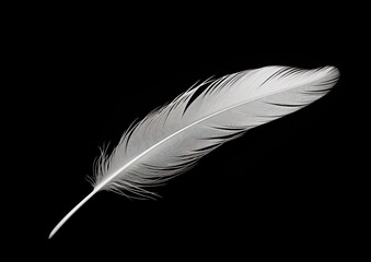 A minimalist composition of a single white feather delicately resting on a black background,