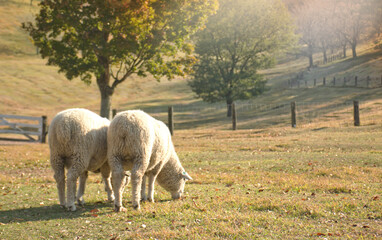 Obraz premium 草を食む牧場の羊