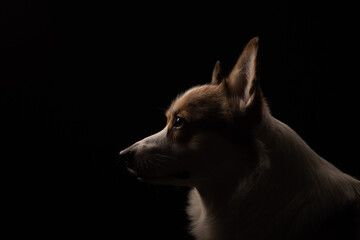 portrait of a corgi on a black background