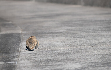 のんびり過ごす猫　キジトラ猫