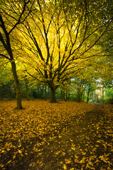 Obraz premium Autumn in the park