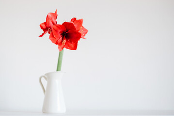 Beautiful fresh red amaryllis flower in full bloom in vase against white background, space for text. Minimalist Christmas still life. Winter holidays symbol and popular natural decor for home.
