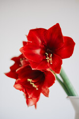 Obraz na płótnie Canvas Beautiful fresh red amaryllis flower in full bloom against white background. Minimalist Christmas still life. Winter holidays symbol and popular natural decor for home.