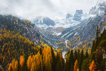 The mountain slopes are covered with yellow larch. National Park Tre Cime di Lavaredo, Dolomites. - obrazy, fototapety, plakaty