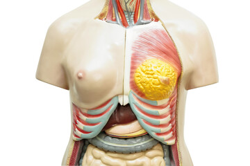 Human body anatomy organ model for study education medical course isolated on white background with clipping path.