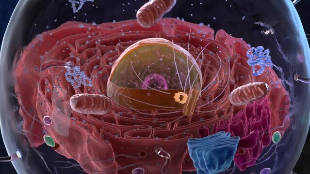Organelles inside an Eukaryote or eukaryotic cell. 3d animation