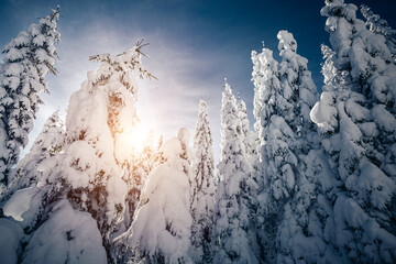 A frosty and sunny day in a snowy forest with frozen fir trees.