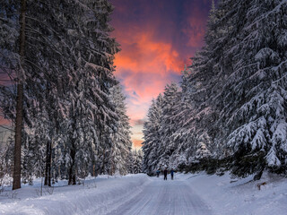 Winter forest in the Ore Mountains in Saxony.