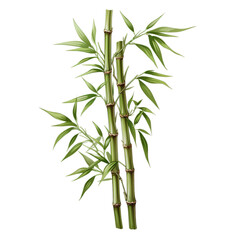 Sugarcane plant for lohri festival, makar sankranti , pongal