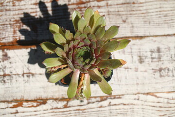rojnik Exorna Sempervivum kwiat