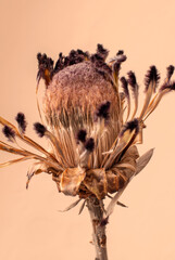 Peach flower on trendy background. Color of the Year 2024. Fashion banner. 