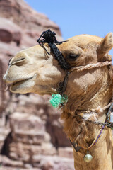 Jordan Petra. Camels in capital of the Nabatian kingdom awaiting tourists. Close-up of majestic...