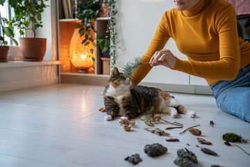 Playful cat sniffing pine branch, leaves lying on floor at home. Woman pet owner giving to cat...