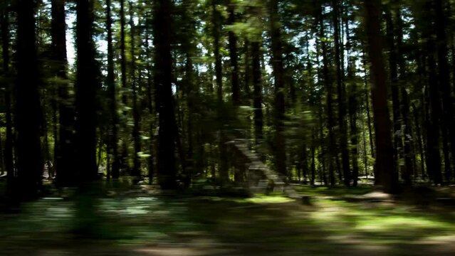 4K Video: Fast Driving Through Pine Forest - Thrilling Woodland Ride
