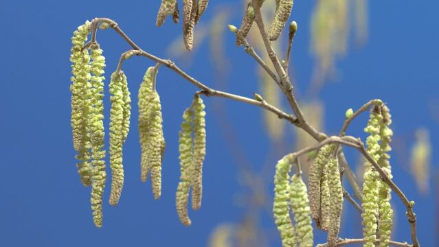 hazel blossom in spring (time lapse)