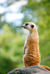 立って見つめるミーアキャット