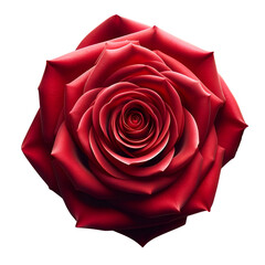 Fototapeta premium Red rose flower close up.