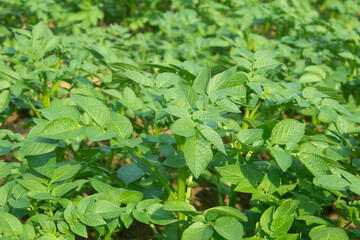 Potato plants in the field, close up of green leaves