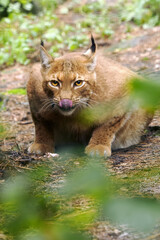 Naklejka na ściany i meble The Eurasian lynx (Lynx lynx), an adult lynx with prey in a thick bush. A large lynx in the zoo.